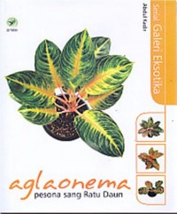 Aglaonema Pesona Sang Ratu Daun